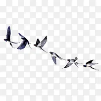 鸟 翅膀 燕子-空若网 鸟 翅膀 燕子-空若网