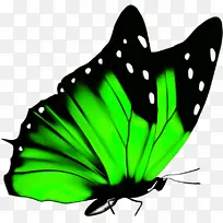 蝴蝶 昆虫 飞蛾和蝴蝶-空若网 蝴蝶 昆虫 飞蛾和蝴蝶-空若网