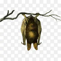 昆虫-空若网 昆虫-空若网