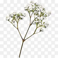 花 植物 树-空若网 花 植物 树-空若网