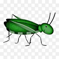 昆虫 害虫 蟋蟀状昆虫-空若网 昆虫 害虫 蟋蟀状昆虫-空若网