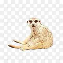 斑马 野生动物 动物形象-空若网 斑马 野生动物 动物形象-空若网