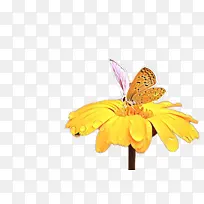 ���� ��������� ����-������