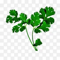 采购产品叶 叶蔬菜 植物-空若网 采购产品叶 叶蔬菜 植物-空若网