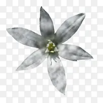 白色 花 花瓣-空若网 白色 花 花瓣-空若网