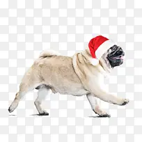 狗 哈巴狗 鼻子-空若网 狗 哈巴狗 鼻子-空若网