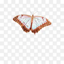 采购产品蝴蝶 飞蛾和蝴蝶 昆虫-空若网 采购产品蝴蝶 飞蛾和蝴蝶 昆虫-空若网