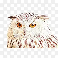 橙色 红色 金鱼-空若网 橙色 红色 金鱼-空若网