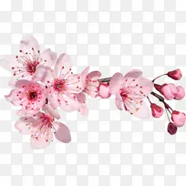 花 樱花 粉红色-空若网 花 樱花 粉红色-空若网