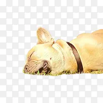 法国斗牛犬 狗 鼻子-空若网 法国斗牛犬 狗 鼻子-空若网