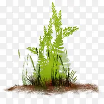 草 植物 水族馆装饰-空若网 草 植物 水族馆装饰-空若网