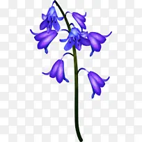 花 植物 紫色-空若网 花 植物 紫色-空若网