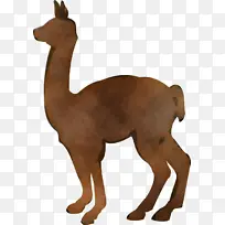 动物形象 美洲驼 骆驼-空若网 动物形象 美洲驼 骆驼-空若网