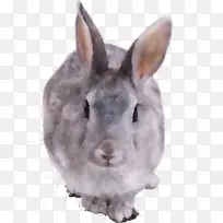 兔子 兔子和兔子 鼻子-空若网 兔子 兔子和兔子 鼻子-空若网