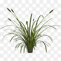 草 植物 花-空若网 草 植物 花-空若网