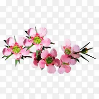 花 花瓣 花朵-空若网 花 花瓣 花朵-空若网