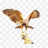 鹰 翅膀 金鹰-空若网 鹰 翅膀 金鹰-空若网