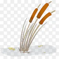 ��ɫ ֲ��-������