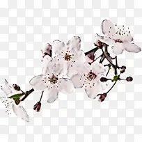 花 植物 樱花-空若网 花 植物 樱花-空若网