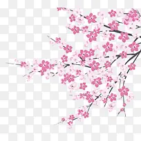 花 粉色 花朵-空若网 花 粉色 花朵-空若网