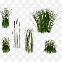 植物 草 红松-空若网 植物 草 红松-空若网