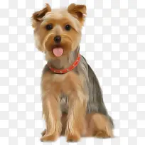 狗 约克郡梗 伴侣狗-空若网 狗 约克郡梗 伴侣狗-空若网