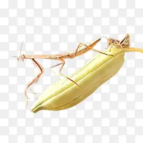 螳螂科 昆虫 猪笼草-空若网 螳螂科 昆虫 猪笼草-空若网