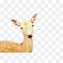 皮肤 鼻子 耳朵-空若网 皮肤 鼻子 耳朵-空若网