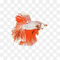 �� �� ���˽�-������