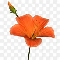 花 花瓣 橙色-空若网 花 花瓣 橙色-空若网