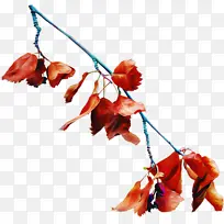 叶子 树枝 花-空若网 叶子 树枝 花-空若网