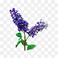 �� ޹�²� ��ɫ-������