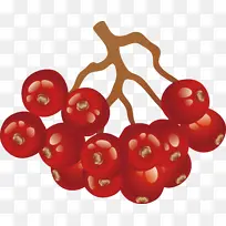 红色 植物 水果-空若网 红色 植物 水果-空若网