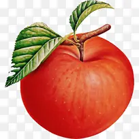 天然食品 水果 植物-空若网 天然食品 水果 植物-空若网