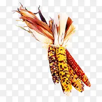 橙色 黄色 羽毛-空若网 橙色 黄色 羽毛-空若网