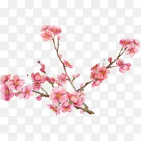 �� ֲ�� ����-������