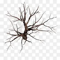 树枝 树 植物-空若网 树枝 树 植物-空若网
