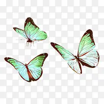 蝴蝶 昆虫 飞蛾和蝴蝶-空若网 蝴蝶 昆虫 飞蛾和蝴蝶-空若网