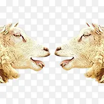 ɽÑò ±Ç×Ó ÉüÐó-¿ÕÈôÍø ɽÑò ±Ç×Ó ÉüÐó-¿ÕÈôÍø