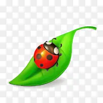 瓢虫 甲虫 昆虫-空若网 瓢虫 甲虫 昆虫-空若网