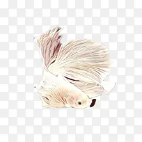 白色 羽毛 尾巴-空若网 白色 羽毛 尾巴-空若网