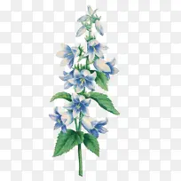 花 蓝色 植物-空若网 花 蓝色 植物-空若网