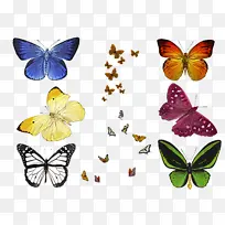 飞蛾和蝴蝶 蝴蝶 昆虫-空若网 飞蛾和蝴蝶 蝴蝶 昆虫-空若网