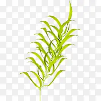 ֲ�� �� Ҷ-������