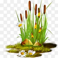 ���� �� ֲ��-������