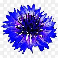 蓝色 花 花瓣-空若网 蓝色 花 花瓣-空若网