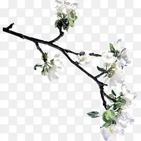 花 树枝 植物-空若网 花 树枝 植物-空若网