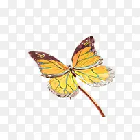 飞蛾和蝴蝶 蝴蝶 昆虫-空若网 飞蛾和蝴蝶 蝴蝶 昆虫-空若网