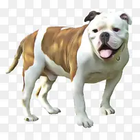 狗 斗牛犬 古英语斗牛犬-空若网 狗 斗牛犬 古英语斗牛犬-空若网