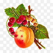 天然食品 叶 食物-空若网 天然食品 叶 食物-空若网